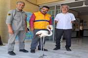نجات یک قطعه فلامینگو مصدوم توسط شهروند سملقانی دوستدار محیط زیست